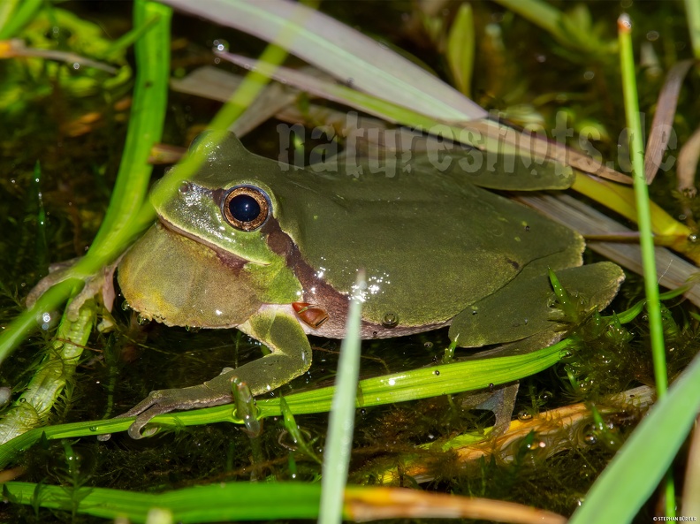 Hyla_arborea_male_4293855.jpg