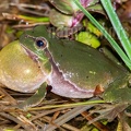 Hyla arborea male 4293875