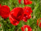 Papaver rhoeas 6098492