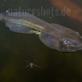 Pelobates fuscus tadpole 6098483