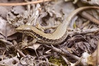 Podarcis muralis brongniardii DSC0262