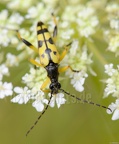 Rutpela maculata DSC0268