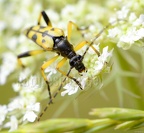 Rutpela maculata DSC0276