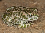 Bufo viridis 9018141