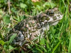 Bufo viridis 8162389