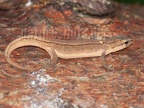 Lissotriton vulgaris 6197244