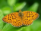 Speyeria aglaja 6226799