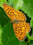 Speyeria aglaja 6226803
