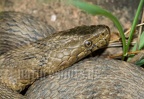 Natrix tesselata 6226918