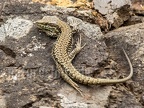 Podarcis muralis brongniardii 6226745