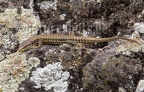 Podarcis muralis brongniardii 6226815