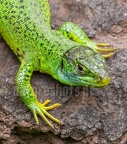 Lacerta bilineata 6226844
