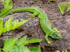 Lacerta bilineata 6226854
