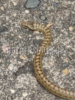Coronella austriaca 6226753