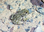 Bufo viridis 7161216