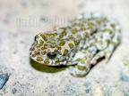 Bufo viridis 7161228