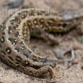 Lacerta agilis agilis regenerating 6270308