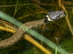 Natrix helvetica 6270220