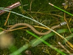 Natrix helvetica 6270226