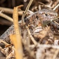 Lacerta agilis agilis female 5091066