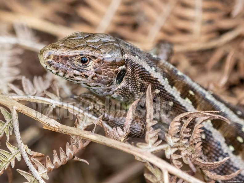 Lacerta_agilis_agilis_female_5091273.jpg