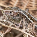 Lacerta agilis agilis female 5091273