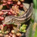 Lacerta agilis agilis juvenile 5090557