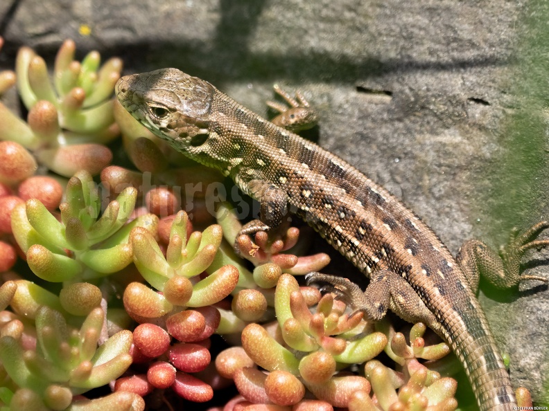 Lacerta_agilis_agilis_juvenile_5090606.jpg