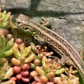 Lacerta agilis agilis juvenile 5090606