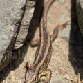 Lacerta agilis agilis juvenile 5090692