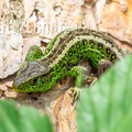 Lacerta agilis agilis male 5090927