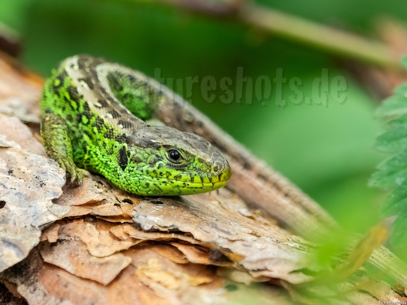 Lacerta_agilis_agilis_male_5090950.jpg