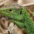 Lacerta agilis agilis male 5091185