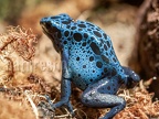 Dendrobates tinctorius B045463