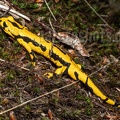 Salamandra salamandra terrestris "Solling" 9261840
