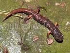Speleomantes italicus 9261871