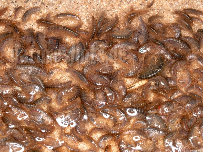 Gammarus_fossarum_4260111_aRGB-SharpAI.jpg