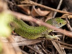 Lacerta bilineata 8201424