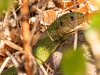 Lacerta bilineata 8201433