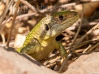 Lacerta bilineata 8201441