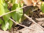 Lacerta bilineata 8201447