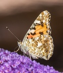 Vanessa cardui 7180022