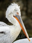 Pelecanus crispus 3011321