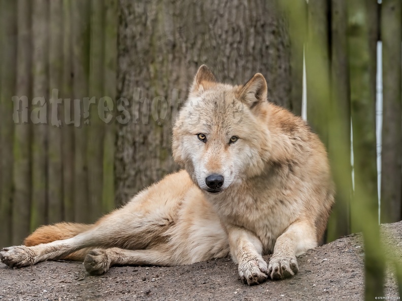 Canis_lupus_3010305.jpg