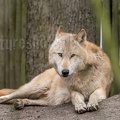 Canis lupus 3010305