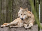 Canis lupus 3010305