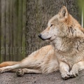 Canis lupus 3010395
