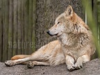 Canis lupus 3010395