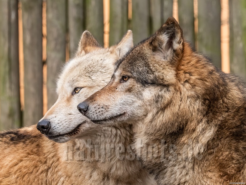 Canis_lupus_3010512.jpg