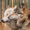 Canis lupus 3010512